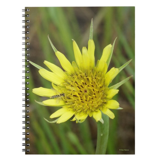 Carnet F41 Jaune Barbe de Bouc Fleur Sauvage (Devant)