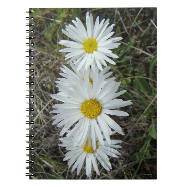 Carnet F42 Fleurs sauvages blanches Aster lisse (Devant)
