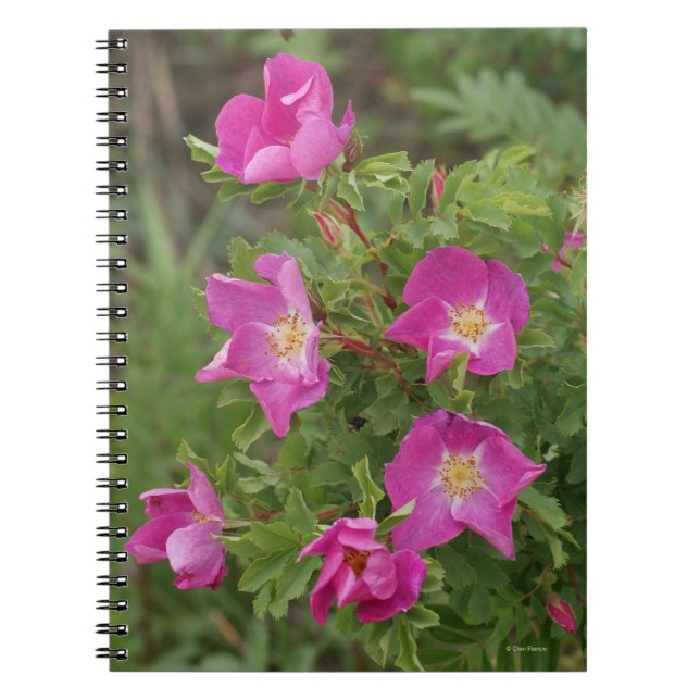 Carnet F46 Roses sauvages (Devant)