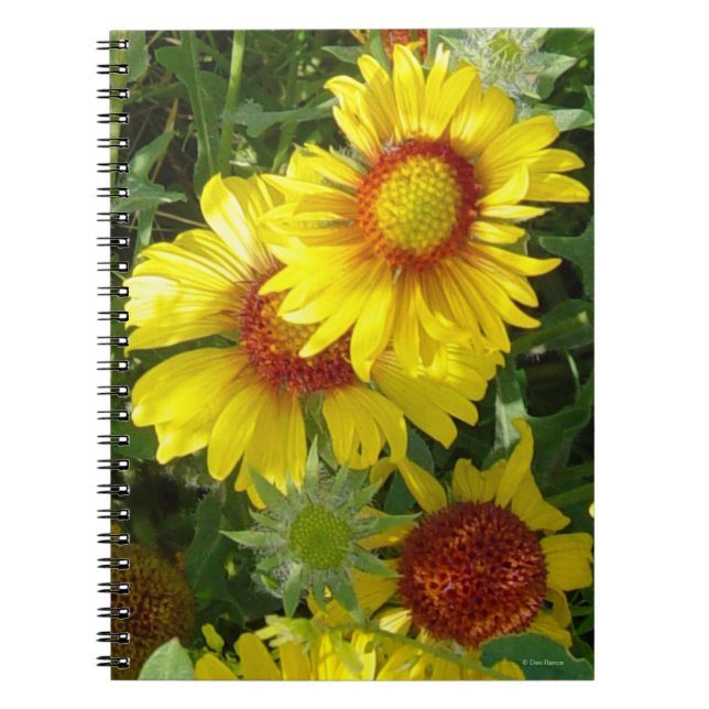 Carnet F6 Fleurs sauvages jaunes Gaillardia (Devant)