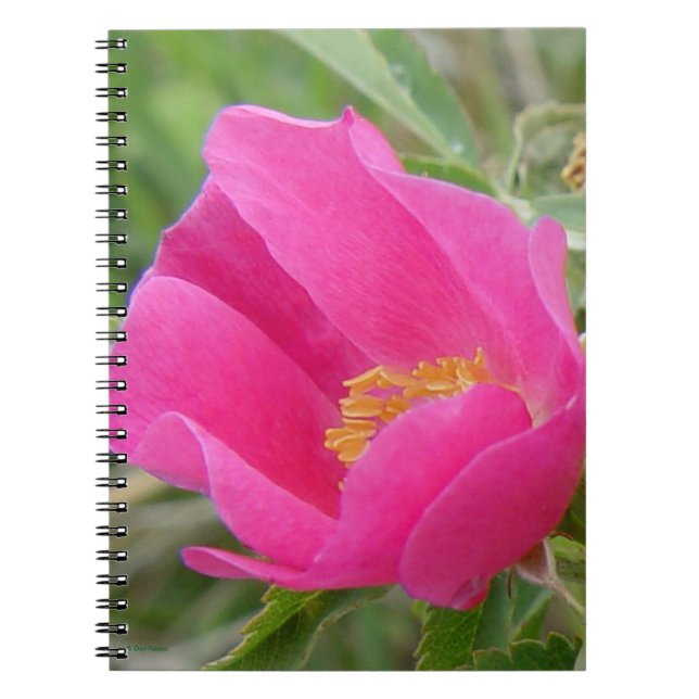 Carnet F7 Rose sauvage Fleur rose vif (Devant)