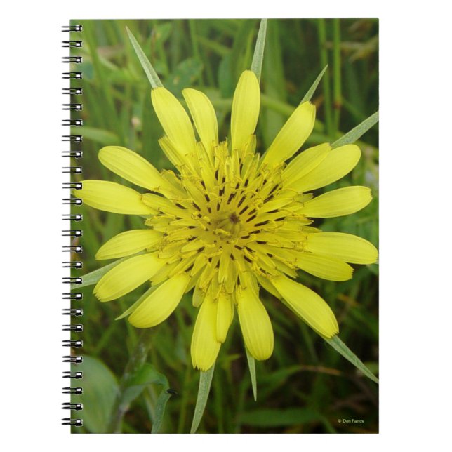 Carnet F9 Jaune Salsifis douteux Tragopogon dubius (Devant)