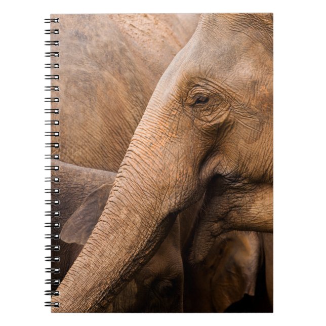 Carnet Famille des éléphants : Faune majestueuse (Devant)