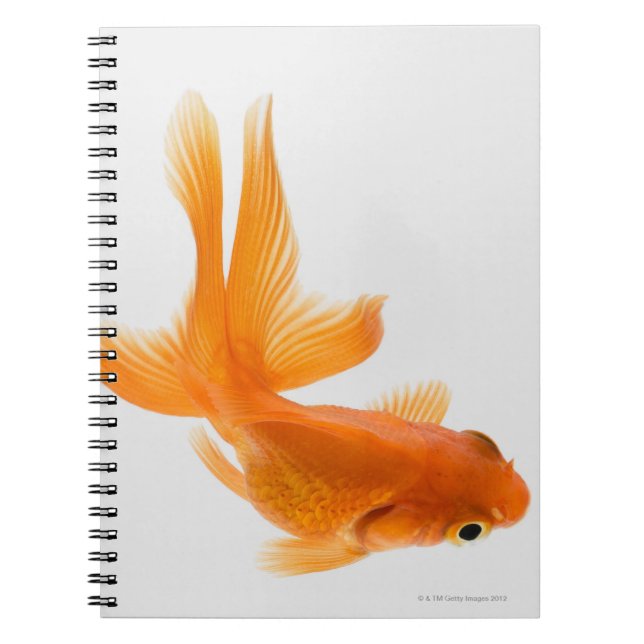 Carnet Fantail (Carassius auratus) 2 (Devant)