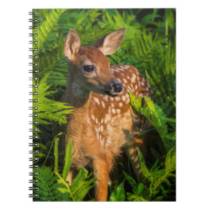 Carnet Faon de cerf à queue blanche Minnesota