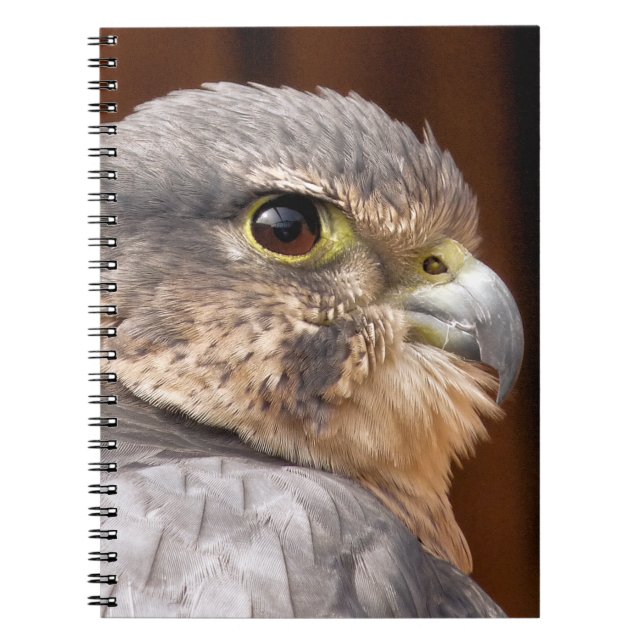 CARNET FAUCON MERLIN OISEAU DE PROIE (Devant)