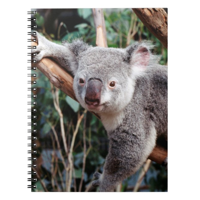 Carnet Featherdale Wildlife Park, ours koalas (Devant)