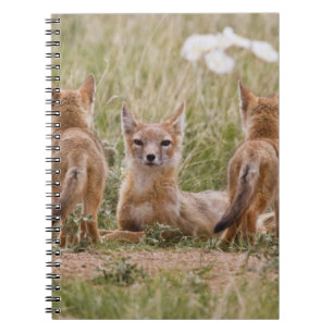 Carnet Femelle du renard véloce (Vulpes velox) jeune à