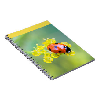Carnet femme au sommet