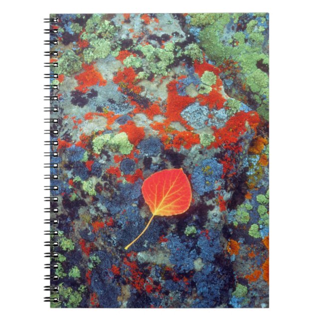 Carnet Feuille de tremble sur une roche couverte de liche (Devant)