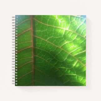 Carnet Feuille Poinsettia naturellement Éclairé