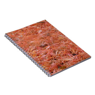 Carnet Feuilles automnales rouges du Bloc-notes