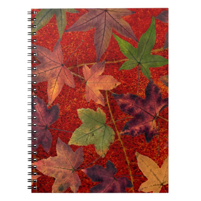 Carnet Feuilles d'automne Saison d'automne Feuilles d'arb (Devant)