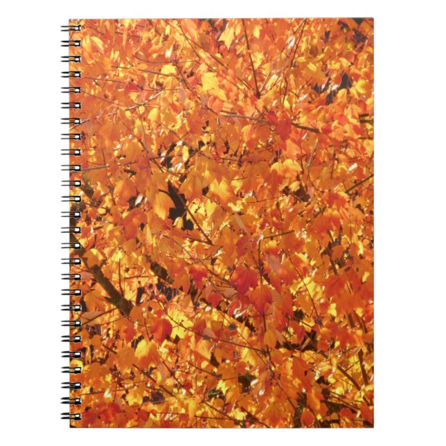 Carnet Feuilles d'automne sur arbre - photo. (Devant)