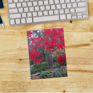 Carnet Feuilles d'érable rouge dans un jardin japonais