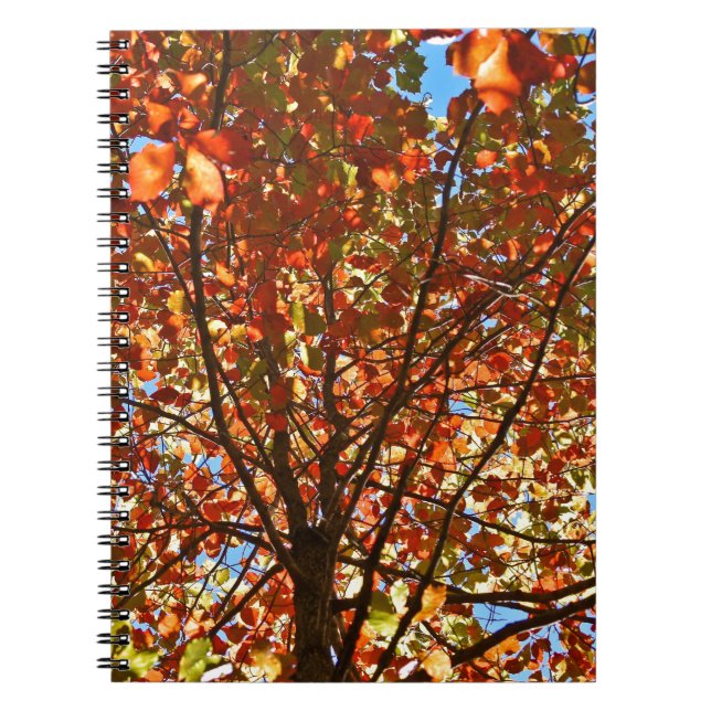 Carnet Feux d'artifice d'automne (Devant)