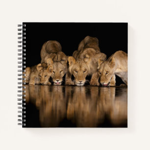 Carnet Fierté de lions buvant au point d'eau la nuit