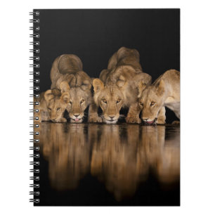 Carnet Fierté de lions buvant au point d'eau la nuit