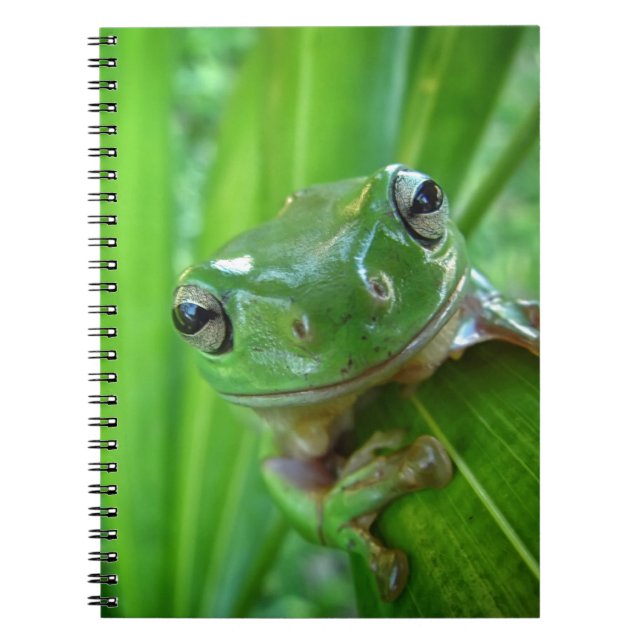 Carnet Fin de regard mignonne de grenouille d'arbre (Devant)