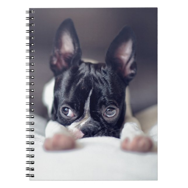 Carnet Fina Boston Terrier (Devant)