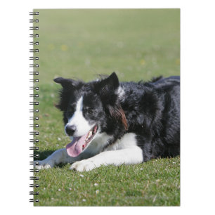 Carnet Fixation de border collie