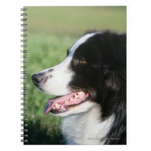 Carnet Fixation de chiot de border collie