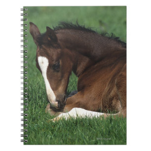 Carnet Fixation de poulain de Warmblood