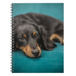 Carnet Fixation mignonne de teckel