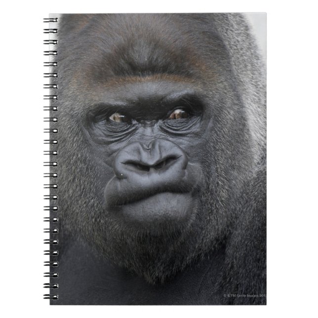 Carnet Flachlandgorilla, Gorilla gorilla, (Devant)