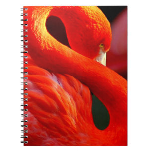 Carnet Flamant rose