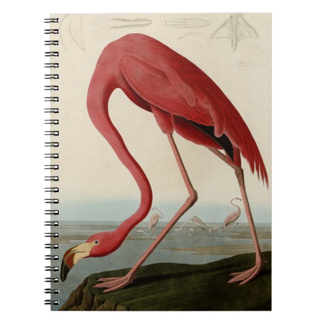 Carnet Flamant rose américain (Devant)