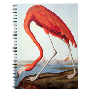 Carnet Flamant rose américain