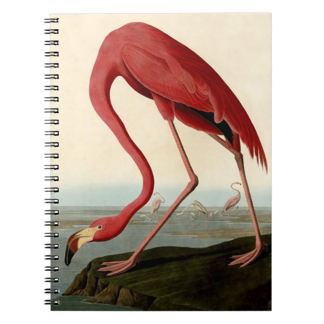 Carnet Flamant rose américain d'Audubon (Devant)