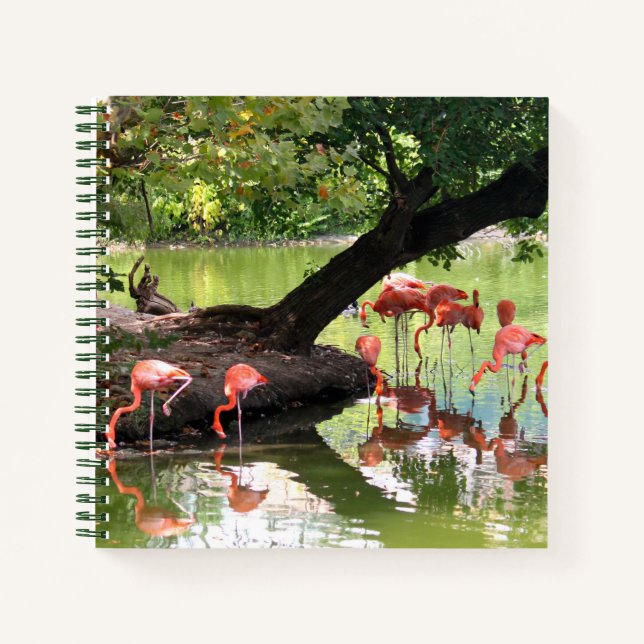 Carnet Flamant rose rose - photo de la faune (Devant)