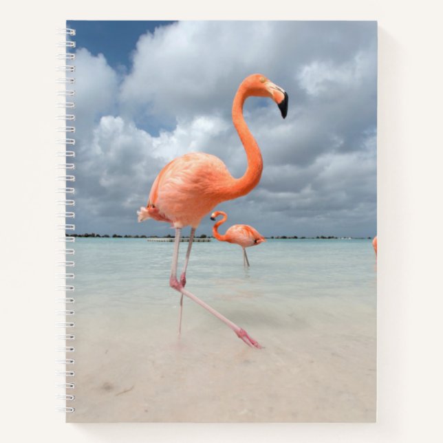 Carnet Flamants roses Beach Aruba (Devant)