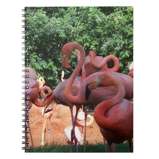 Carnet Flamants roses Roses (Devant)