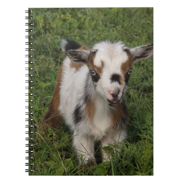 Carnet Flashy Nigerian Dwarf Dairy Goat Kid (Devant)