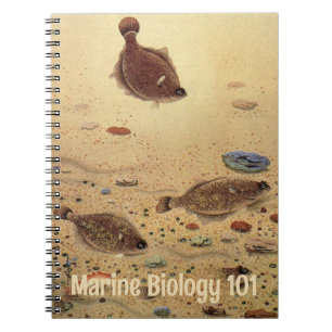 Carnet Flets ou poissons plats, vie marine océanique vint