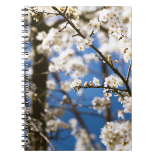 Carnet Fleur blanche fond de ciel bleu