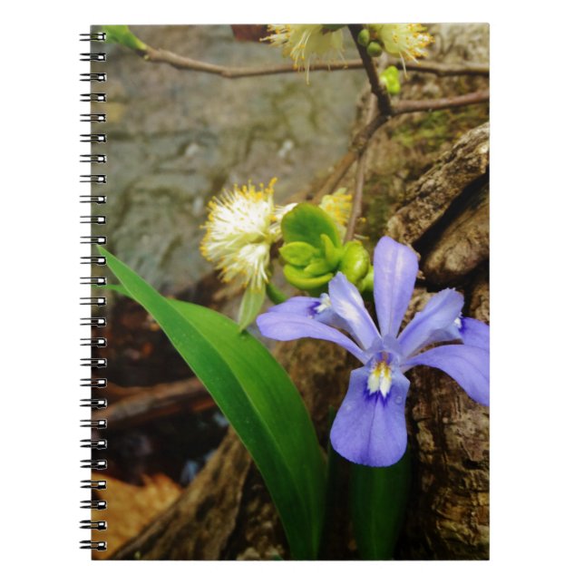 Carnet Fleur blanche pourpre bleu Iris (Devant)