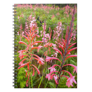 Carnet Fleur de Bugle Lily (Watsonia), Cap-Oriental