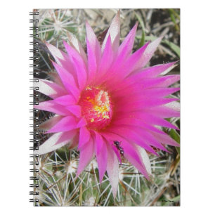 Carnet Fleur de Cactus Balle F12 "Escobaria vivipara"