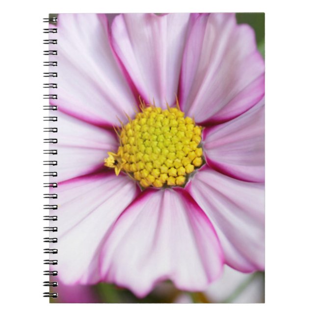 Carnet Fleur de Cosmos (bidens formosa) (Devant)
