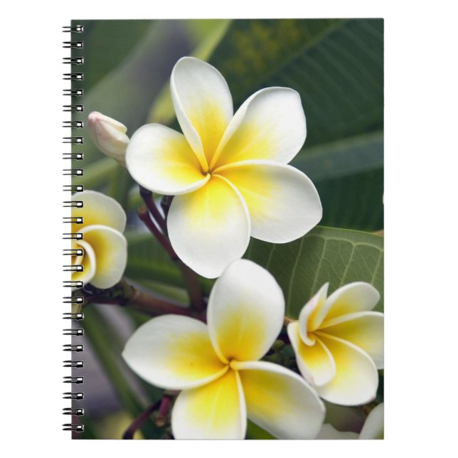 Carnet Fleur de frangipanier Îles Cook (Devant)