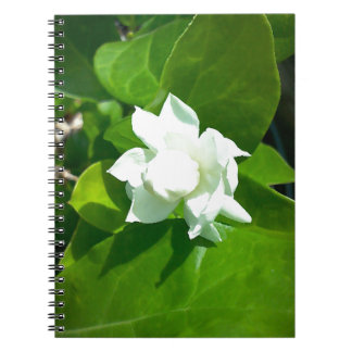 Carnet Fleur de jasmin de Sampaguita