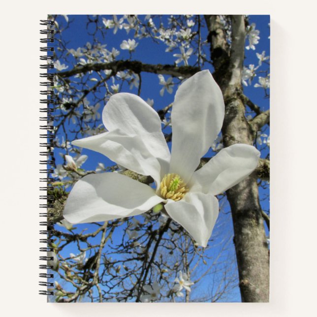 Carnet Fleur de Magnolia blanche dans l'arbre. (Devant)