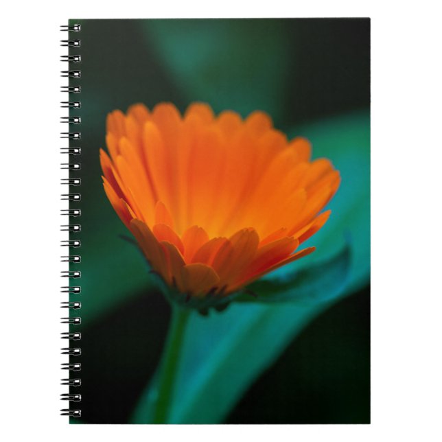 Carnet Fleur de marguerite orange (Devant)
