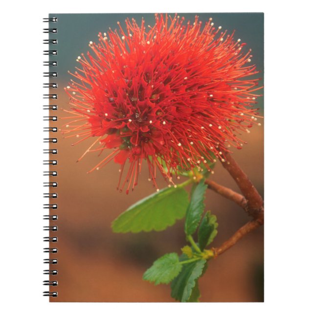 Carnet Fleur de Natal Bottlebrush (Greyia Sutherlandii) (Devant)
