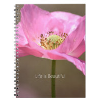 Fleur de pavot d'Islande rose blush (ma photograph