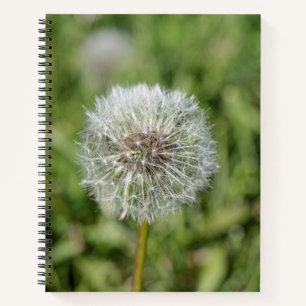 Carnet Fleur de pissenlit blanc sur herbe verte